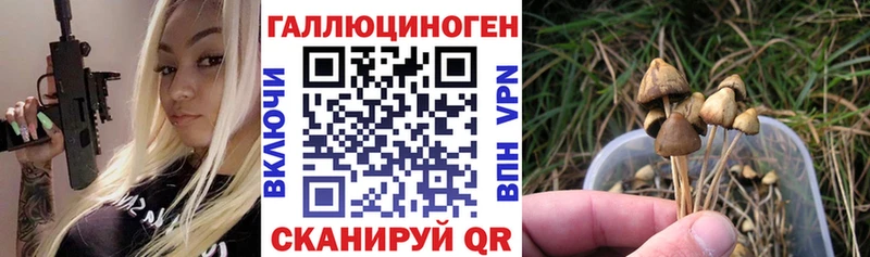 закладка Красноперекопск Галлюциногенные грибы Psilocybe
